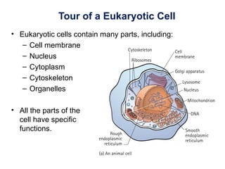 Tour of a Eukaryotic Cell
• Eukaryotic cells contain many parts, including:
– Cell membrane
– Nucleus
– Cytoplasm
– Cytoskeleton
– Organelles
• All the parts of the
cell have specific
functions.
 