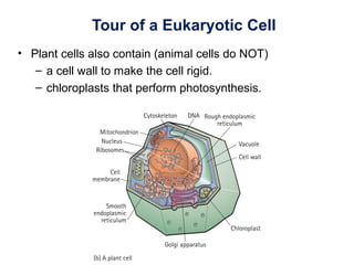 Tour of a Eukaryotic Cell
• Plant cells also contain (animal cells do NOT)
– a cell wall to make the cell rigid.
– chloroplasts that perform photosynthesis.
 