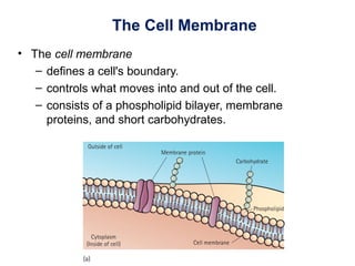 The Cell Membrane
• The cell membrane
– defines a cell's boundary.
– controls what moves into and out of the cell.
– consists of a phospholipid bilayer, membrane
proteins, and short carbohydrates.
 