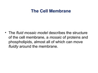 The Cell Membrane
• The fluid mosaic model describes the structure
of the cell membrane, a mosaic of proteins and
phospholipids, almost all of which can move
fluidly around the membrane.
 