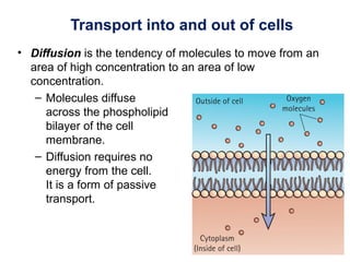 • Diffusion is the tendency of molecules to move from an
area of high concentration to an area of low
concentration.
– Molecules diffuse
across the phospholipid
bilayer of the cell
membrane.
– Diffusion requires no
energy from the cell.
It is a form of passive
transport.
Transport into and out of cells
 