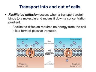 Transport into and out of cells
• Facilitated diffusion occurs when a transport protein
binds to a molecule and moves it down a concentration
gradient.
– Facilitated diffusion requires no energy from the cell.
It is a form of passive transport.
 