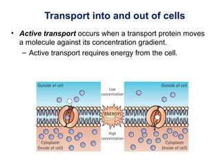Transport into and out of cells
• Active transport occurs when a transport protein moves
a molecule against its concentration gradient.
– Active transport requires energy from the cell.
 