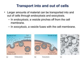 Transport into and out of cells
• Larger amounts of material can be transported into and
out of cells through endocytosis and exocytosis.
– In endocytosis, a vesicle pinches off from the cell
membrane.
– In exocytosis, a vesicle fuses with the cell membrane.
 