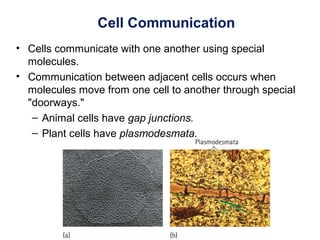 Cell Communication
• Cells communicate with one another using special
molecules.
• Communication between adjacent cells occurs when
molecules move from one cell to another through special
"doorways."
– Animal cells have gap junctions.
– Plant cells have plasmodesmata.
 