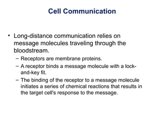 Cell Communication
• Long-distance communication relies on
message molecules traveling through the
bloodstream.
– Receptors are membrane proteins.
– A receptor binds a message molecule with a lock-
and-key fit.
– The binding of the receptor to a message molecule
initiates a series of chemical reactions that results in
the target cell's response to the message.
 