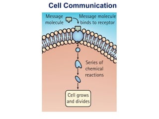 Cell Communication
 