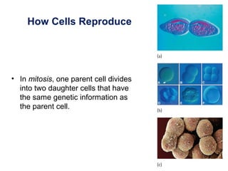 How Cells Reproduce
• In mitosis, one parent cell divides
into two daughter cells that have
the same genetic information as
the parent cell.
 