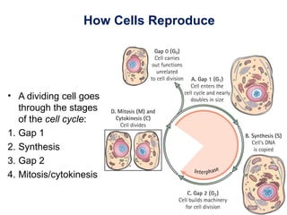 How Cells Reproduce
• A dividing cell goes
through the stages
of the cell cycle:
1. Gap 1
2. Synthesis
3. Gap 2
4. Mitosis/cytokinesis
 