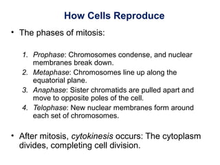 How Cells Reproduce
• The phases of mitosis:
1. Prophase: Chromosomes condense, and nuclear
membranes break down.
2. Metaphase: Chromosomes line up along the
equatorial plane.
3. Anaphase: Sister chromatids are pulled apart and
move to opposite poles of the cell.
4. Telophase: New nuclear membranes form around
each set of chromosomes.
• After mitosis, cytokinesis occurs: The cytoplasm
divides, completing cell division.
 