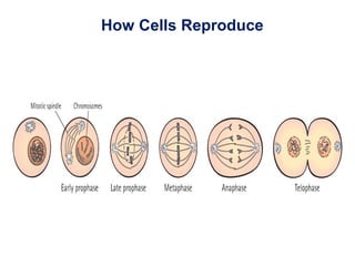 How Cells Reproduce
 