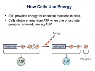 How Cells Use Energy
• ATP provides energy for chemical reactions in cells.
• Cells obtain energy from ATP when one phosphate
group is removed, leaving ADP.
 