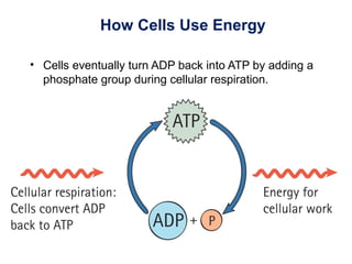 How Cells Use Energy
• Cells eventually turn ADP back into ATP by adding a
phosphate group during cellular respiration.
 