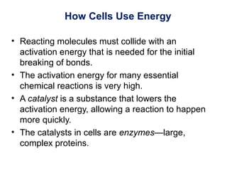 How Cells Use Energy
• Reacting molecules must collide with an
activation energy that is needed for the initial
breaking of bonds.
• The activation energy for many essential
chemical reactions is very high.
• A catalyst is a substance that lowers the
activation energy, allowing a reaction to happen
more quickly.
• The catalysts in cells are enzymes—large,
complex proteins.
 