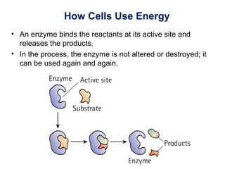 How Cells Use Energy
• An enzyme binds the reactants at its active site and
releases the products.
• In the process, the enzyme is not altered or destroyed; it
can be used again and again.
 