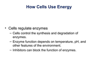 How Cells Use Energy
• Cells regulate enzymes
– Cells control the synthesis and degradation of
enzymes.
– Enzyme function depends on temperature, pH, and
other features of the environment.
– Inhibitors can block the function of enzymes.
 
