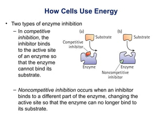 How Cells Use Energy
• Two types of enzyme inhibition
– In competitive
inhibition, the
inhibitor binds
to the active site
of an enzyme so
that the enzyme
cannot bind its
substrate.
– Noncompetitive inhibition occurs when an inhibitor
binds to a different part of the enzyme, changing the
active site so that the enzyme can no longer bind to
its substrate.
 