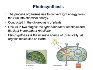 Photosynthesis
• The process organisms use to convert light energy from
the Sun into chemical energy.
• Conducted in the chloroplasts of plants.
• Occurs in two stages: the light-dependent reactions and
the light-independent reactions.
• Photosynthesis is the ultimate source of (practically) all
organic molecules on Earth.
 