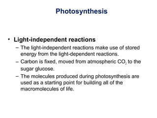 Photosynthesis
• Light-independent reactions
– The light-independent reactions make use of stored
energy from the light-dependent reactions.
– Carbon is fixed, moved from atmospheric CO2 to the
sugar glucose.
– The molecules produced during photosynthesis are
used as a starting point for building all of the
macromolecules of life.
 