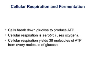 Cellular Respiration and Fermentation
• Cells break down glucose to produce ATP.
• Cellular respiration is aerobic (uses oxygen).
• Cellular respiration yields 38 molecules of ATP
from every molecule of glucose.
 