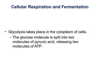 Cellular Respiration and Fermentation
• Glycolysis takes place in the cytoplasm of cells.
– The glucose molecule is split into two
molecules of pyruvic acid, releasing two
molecules of ATP.
 
