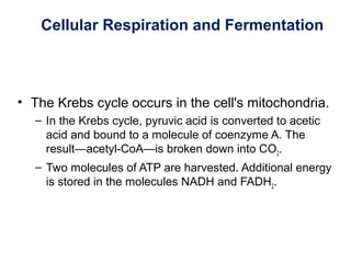 Cellular Respiration and Fermentation
• The Krebs cycle occurs in the cell's mitochondria.
– In the Krebs cycle, pyruvic acid is converted to acetic
acid and bound to a molecule of coenzyme A. The
result—acetyl-CoA—is broken down into CO2.
– Two molecules of ATP are harvested. Additional energy
is stored in the molecules NADH and FADH2.
 