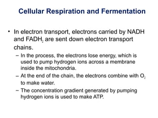 Cellular Respiration and Fermentation
• In electron transport, electrons carried by NADH
and FADH2 are sent down electron transport
chains.
– In the process, the electrons lose energy, which is
used to pump hydrogen ions across a membrane
inside the mitochondria.
– At the end of the chain, the electrons combine with O2
to make water.
– The concentration gradient generated by pumping
hydrogen ions is used to make ATP.
 