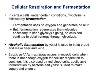 Cellular Respiration and Fermentation
• In certain cells, under certain conditions, glycolysis is
followed by fermentation.
– Fermentation uses no oxygen and generates no ATP.
– But, fermentation regenerates the molecules
necessary to keep glycolysis going, so cells can
continue to obtain energy through glycolysis.
• Alcoholic fermentation by yeast is used to bake bread
and make beer and wine.
• Lactic acid fermentation occurs in muscle cells when
there is not enough oxygen for cellular respiration to
continue. It is also used by red blood cells. Lactic acid
fermentation by bacteria and yeast is used to make
yogurt and cheese.
 