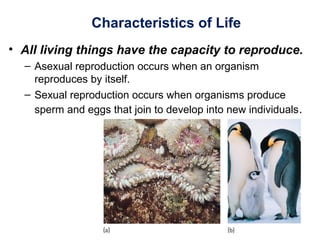 Characteristics of Life
• All living things have the capacity to reproduce.
– Asexual reproduction occurs when an organism
reproduces by itself.
– Sexual reproduction occurs when organisms produce
sperm and eggs that join to develop into new individuals.
 