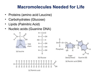 Macromolecules Needed for Life
• Proteins (amino acid Leucine)
• Carbohydrates (Glucose)
• Lipids (Palmitric Acid)
• Nucleic acids (Guanine DNA)
 