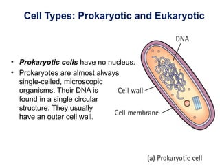 Cell Types: Prokaryotic and Eukaryotic
• Prokaryotic cells have no nucleus.
• Prokaryotes are almost always
single-celled, microscopic
organisms. Their DNA is
found in a single circular
structure. They usually
have an outer cell wall.
 