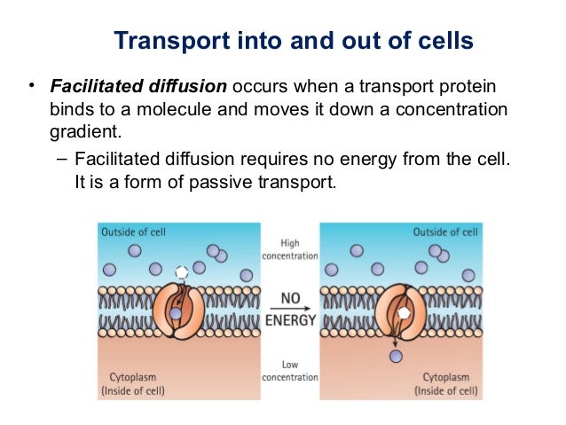 Ch15 L The Basic Unit Of Life
