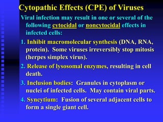 Cytopathic Effects (CPE) of Viruses
Viral infection may result in one or several of the
following cytocidal or noncytocidal effects in
infected cells:
1. Inhibit macromolecular synthesis (DNA, RNA,
protein). Some viruses irreversibly stop mitosis
(herpes simplex virus).
2. Release of lysosomal enzymes, resulting in cell
death.
3. Inclusion bodies: Granules in cytoplasm or
nuclei of infected cells. May contain viral parts.
4. Syncytium: Fusion of several adjacent cells to
form a single giant cell.
 