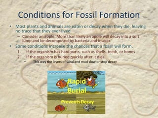 Conditions for Fossil Formation
• Most plants and animals are eaten or decay when they die, leaving
no trace that they ever lived
– Consider an apple. More than likely an apple will decay into a soft
lump and be decomposed by bacteria and insects
• Some conditions increase the chances that a fossil will form.
1. If the organism has hard parts, such as shells, teeth, or bones
2. If the organism is buried quickly after it dies.
• This way the layers of sand and mud slow or stop decay
 