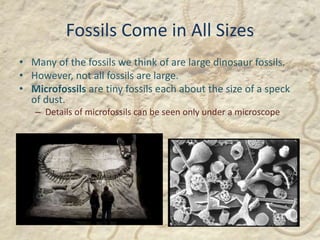 Fossils Come in All Sizes
• Many of the fossils we think of are large dinosaur fossils.
• However, not all fossils are large.
• Microfossils are tiny fossils each about the size of a speck
of dust.
– Details of microfossils can be seen only under a microscope
 