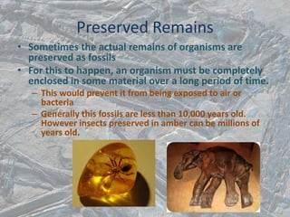 Preserved Remains
• Sometimes the actual remains of organisms are
preserved as fossils
• For this to happen, an organism must be completely
enclosed in some material over a long period of time.
– This would prevent it from being exposed to air or
bacteria
– Generally this fossils are less than 10,000 years old.
However insects preserved in amber can be millions of
years old.
 