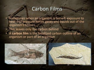 Carbon Films
• Sometimes when an organism is buried, exposure to
heat and pressure forces gases and liquids out of the
organism’s tissues.
• This leaves only the carbon behind
• A carbon film is the fossilized carbon outline of an
organism or part of an organism
 