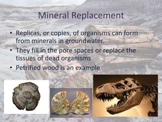 Mineral Replacement
• Replicas, or copies, of organisms can form
from minerals in groundwater.
• They fill in the pore spaces or replace the
tissues of dead organisms
• Petrified wood is an example
 