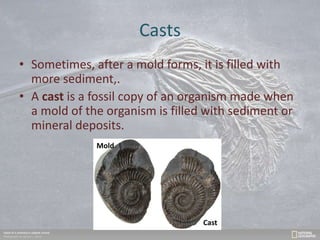 Casts
• Sometimes, after a mold forms, it is filled with
more sediment,.
• A cast is a fossil copy of an organism made when
a mold of the organism is filled with sediment or
mineral deposits.
Mold
Cast
 