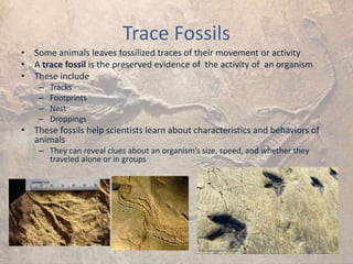 Trace Fossils
• Some animals leaves fossilized traces of their movement or activity
• A trace fossil is the preserved evidence of the activity of an organism
• These include
– Tracks
– Footprints
– Nest
– Droppings
• These fossils help scientists learn about characteristics and behaviors of
animals
– They can reveal clues about an organism’s size, speed, and whether they
traveled alone or in groups
 