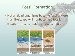 Fossil Formation
• Not all dead organisms become fossils. More
than likely, you will not become a fossil.
• Fossils form only under certain conditions.
 