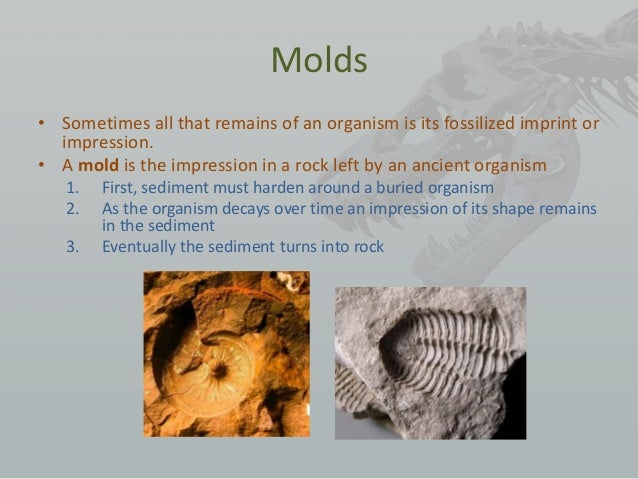 What Is An Example Of A Mold And Cast Fossil