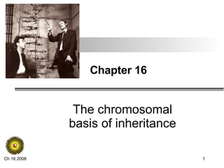 Chapter 16 The chromosomal basis of inheritance 