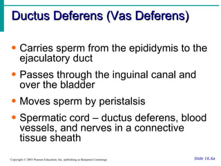 Ductus Deferens (Vas Deferens) Slide 16.6a Copyright © 2003 Pearson Education, Inc. publishing as Benjamin Cummings Carries sperm from the epididymis to the ejaculatory duct Passes through the inguinal canal and over the bladder Moves sperm by peristalsis Spermatic cord – ductus deferens, blood vessels, and nerves in a connective tissue sheath 