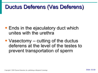 Ductus Deferens (Vas Deferens) Slide 16.6b Copyright © 2003 Pearson Education, Inc. publishing as Benjamin Cummings Ends in the ejaculatory duct which unites with the urethra Vasectomy – cutting of the ductus deferens at the level of the testes to prevent transportation of sperm 