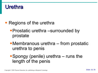 Urethra Slide 16.7b Copyright © 2003 Pearson Education, Inc. publishing as Benjamin Cummings Regions of the urethra Prostatic urethra –surrounded by prostate Membranous urethra – from prostatic urethra to penis Spongy (penile) urethra – runs the length of the penis 