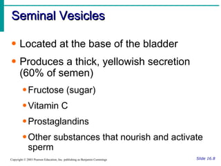 Seminal Vesicles Slide 16.8 Copyright © 2003 Pearson Education, Inc. publishing as Benjamin Cummings Located at the base of the bladder Produces a thick, yellowish secretion (60% of semen) Fructose (sugar) Vitamin C Prostaglandins Other substances that nourish and activate sperm 