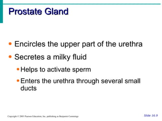 Prostate Gland Slide 16.9 Copyright © 2003 Pearson Education, Inc. publishing as Benjamin Cummings Encircles the upper part of the urethra Secretes a milky fluid Helps to activate sperm Enters the urethra through several small ducts 
