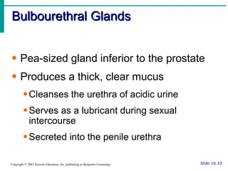 Bulbourethral Glands Slide 16.10 Copyright © 2003 Pearson Education, Inc. publishing as Benjamin Cummings Pea-sized gland inferior to the prostate Produces a thick, clear mucus Cleanses the urethra of acidic urine Serves as a lubricant during sexual intercourse Secreted into the penile urethra 
