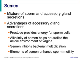Semen Slide 16.11 Copyright © 2003 Pearson Education, Inc. publishing as Benjamin Cummings Mixture of sperm and accessory gland secretions Advantages of accessory gland secretions Fructose provides energy for sperm cells Alkalinity of semen helps neutralize the acidic environment of vagina Semen inhibits bacterial multiplication Elements of semen enhance sperm motility 